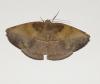 Oxydia apidania